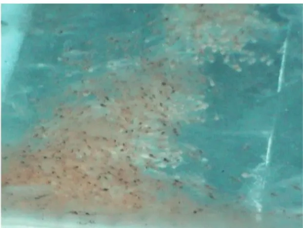 Gambar 7. Keragaan larva yang baru menetas dalam  akuarium dengan aerasi
