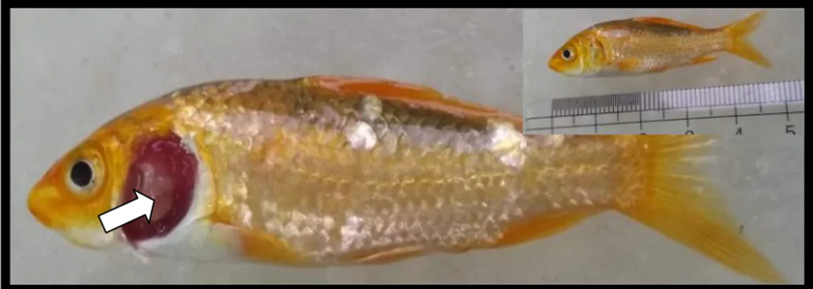Gambar 1. Ikan Koi yang terinfeksi Myxobolus sp. dengan nodul /kista putih (tanda panah putih)