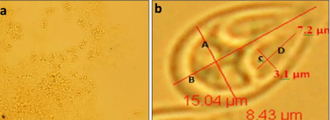 Gambar 2 Myxobolus sp. : a) Spora dengan pewarnaan Lugol’s iodine perbesaran 100x (Mikroskop Olympus CX31), b) Morfologi Spora Myxobolus sp