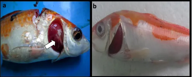 Gambar 1. a. Ikan koi yang memiliki nodul/kista putih (tanda panah putih). b. Ikan koi yang tidak  memiliki nodul/kista putih 