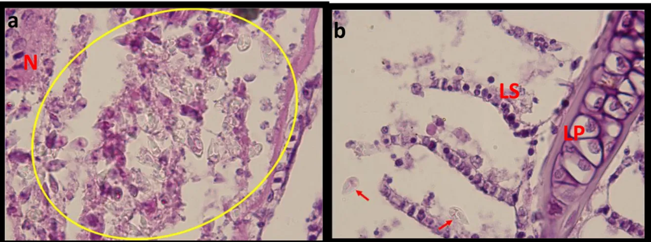 Gambar 3. Spora Myxobolus sp (lingkaran kuning) pada insang ikan koi yang menunjukkan gejala  klinis (a), dan spora Myxobolus sp (panah merah) pada insang ikan koi tanpa gejala klinis,  perbesaran 100X (Mikroskop  Olympus CX31) Ket: N=nekropsi, LP=Lamela p