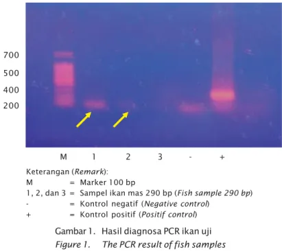 Gambar 1. Hasil diagnosa PCR ikan uji Figure 1. The PCR result of fish samplesKeterangan (Remark):