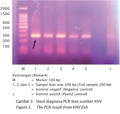 Gambar 3. Hasil diagnosa PCR ikan sumber KHV Figure 3. The PCR result from KHV fishKeterangan (Remark):
