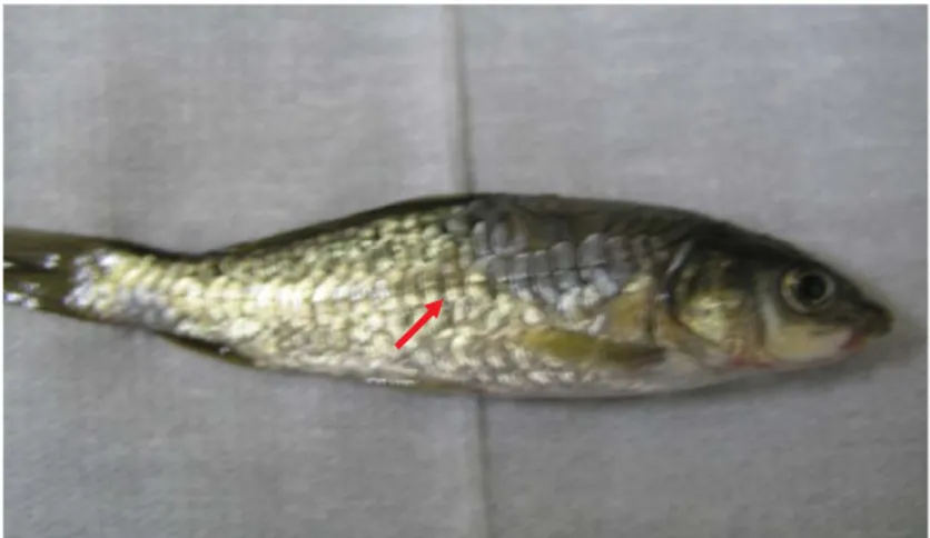 Gambar 5. Hasil diagnosa ikan mas setelah dikohabitasi 3 hari Figure 5. The results of fish diagnosis after 3 days cohabitation
