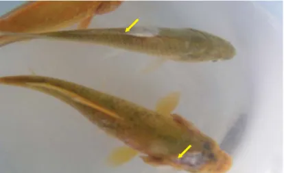 Figure 9. Moulds in the surface of body fish