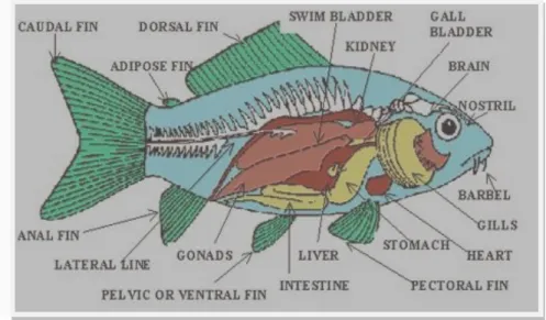 Gambar 2. Struktur Anatomi Ikan Secara Umum (Sutoyo, 2007). 