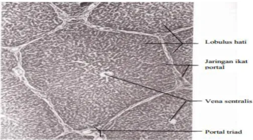 Gambar 3. Histologi hati dengan pewarnaan HE perbesaran 75x (Geneser F, 1994) 