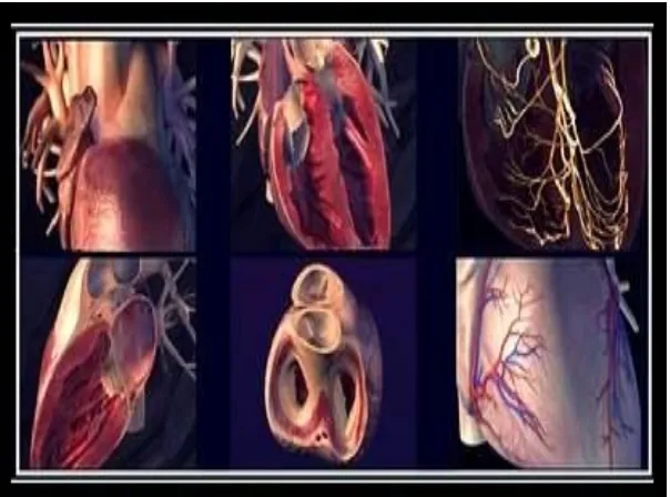 Gambar 3: Otot Jantung atau Myocardium 