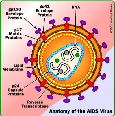 Gambar 2.1. Anatomi Virus HIV (Departermen kesehatan RI, 