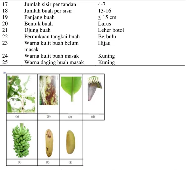 Gambar  1.  Karakter  morfologi  pisang  Banten  :(a)pohon  pisang  Banten  (b)  batang,  (c)  daun,  (d)  jantung, (e) tandan, (f) buah,   (g) daging buah