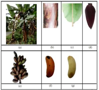 Tabel 5. Karakterisasi morfologi tanaman Pisang Barangan 