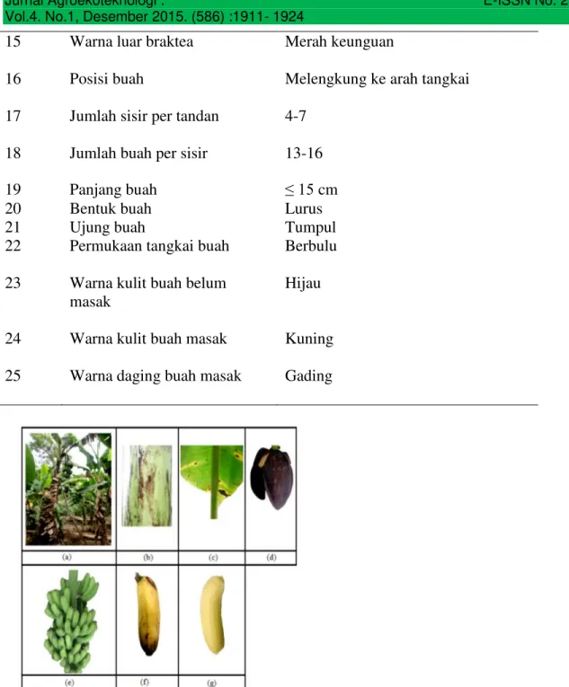 Gambar 4. Karakter morfologi pisang Barangan : (a) pohon pisang Barangan, (b) batang, (c) daun,  (d) tandan, (e) buah,  (f) daging buah