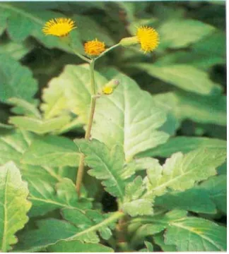 Gambar 2.1.5. Daun Dewa (Gynura procumbens Lour.Merr)       ( Dalimartha, 2005 ) 