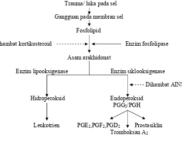 Gambar 2.7.2.1. Biosintesis Prostaglandin                 ( Gunawan, 2007 ) 