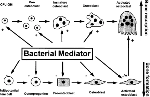 Gambar 4. Komponen Bakteri dan Patologi Tulang 