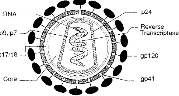 Gambar 1 : Struktur virion HIV. Dikutip dari Schochetman 