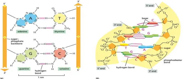 Gambar 2 Struktur untai ganda DNA (Alberts et al., 2014) 