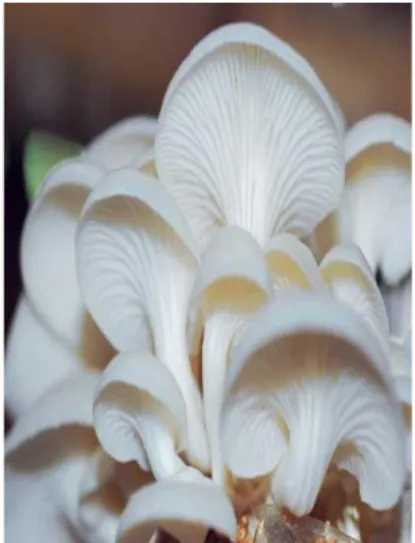 Gambar 2.1 Morfologi jamur tiram putih 