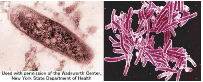 Gambar 2.1 Mycobacterium tuberkulosis 