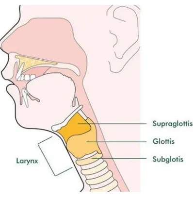 Gambar 5. Larynx 