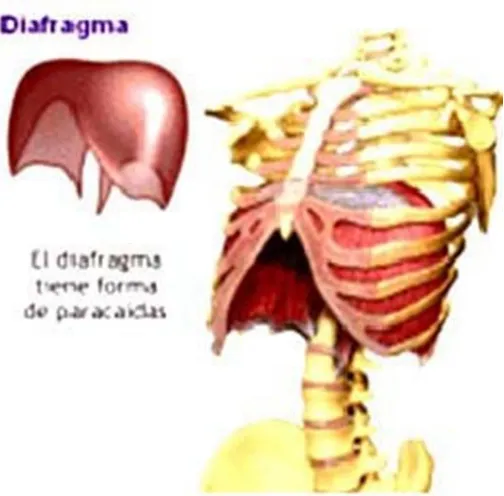 Gambar 7. Bentuk diafragma dan letak diafragma  