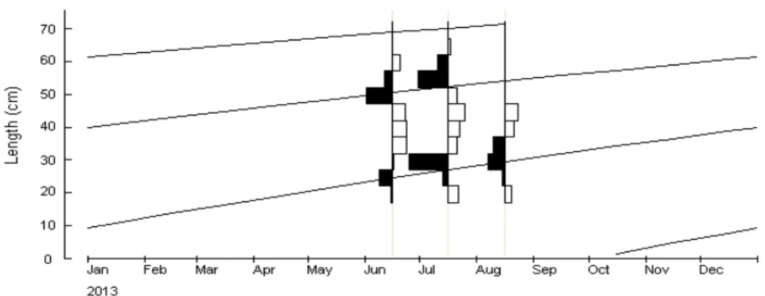 Gambar 2.  Kurva pertumbuhan ikan cakalang di Laut Flores, 2013 