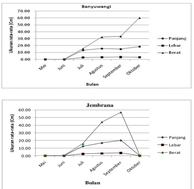 Gambar 6 Grafik rata-rata ukuran panjang, lebar dan berat lemuru hasil tangkapan nelayan              bulan Mei–Oktober 2011.