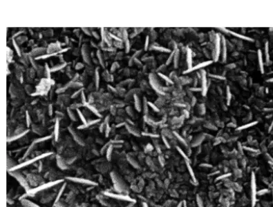Fig. 6 SEM images of carbon-coated Fe2O3 nanoparticle with rod morphology, under carbon content of 33 %