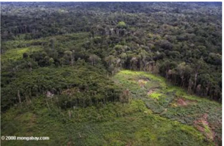 Gambar hutan hujan tropis 