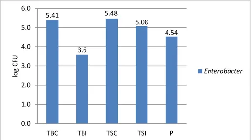 Gambar 6. Grafik Jumlah Entrobacter total  Jumlah  Enterobacter  tertinggi  dari  sampel  TB 