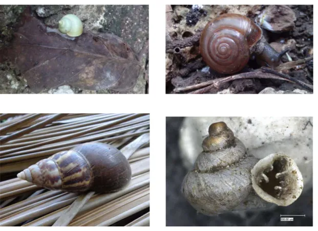 Gambar 2. Atas kiri: genus Leptopoma (Irsyad, 2014), atas kanan: genus Macrochlamys (Irsyad, 2014), bawah  kiri: Achatina (Sari, 2014), bawah kanan: Gyliotrachela (Nurinsiyah, 2014) 