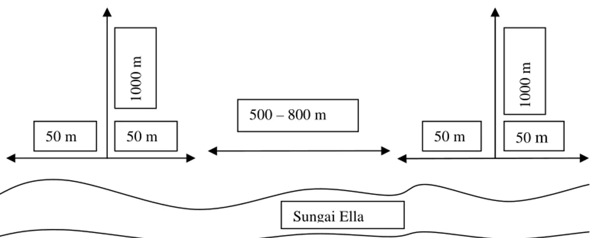 Gambar 1. Jalur Pengamatan Klampiau (Hylobates muelleri) (Transect of Bornean Gibbon (Hylobates meulleri)