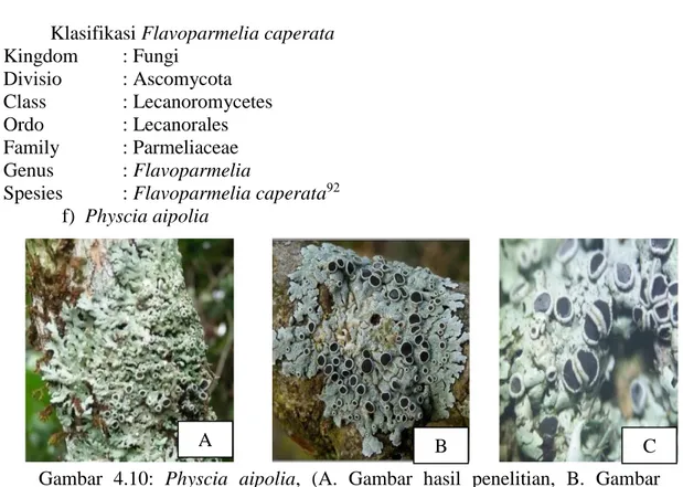 Gambar  4.10:  Physcia  aipolia,  (A.  Gambar  hasil  penelitian,  B.  Gambar  pembanding 93 , C