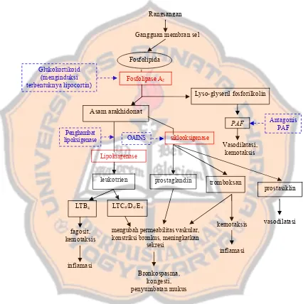 Gambar 7. Mekanisme Inflamasi (Tjay dan Rahardja, 2002; Rang et al., 2003).  