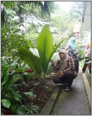 Gambar 4.6.  J. altifrons di Kebun Raya Bogor 