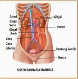 Gambar 1. Sistem Urinaria Manusia(Nuari &amp; Widayati, 2017)  Ginjal terletak pada dinding posterior abdomen, terutama di daerah  lumbal,  di  sebelah  kanan  dan  kiri  tulang  belakang,  dibungkus  lapisan  lemak  yang  tebal,  di  belakang  peritoneum