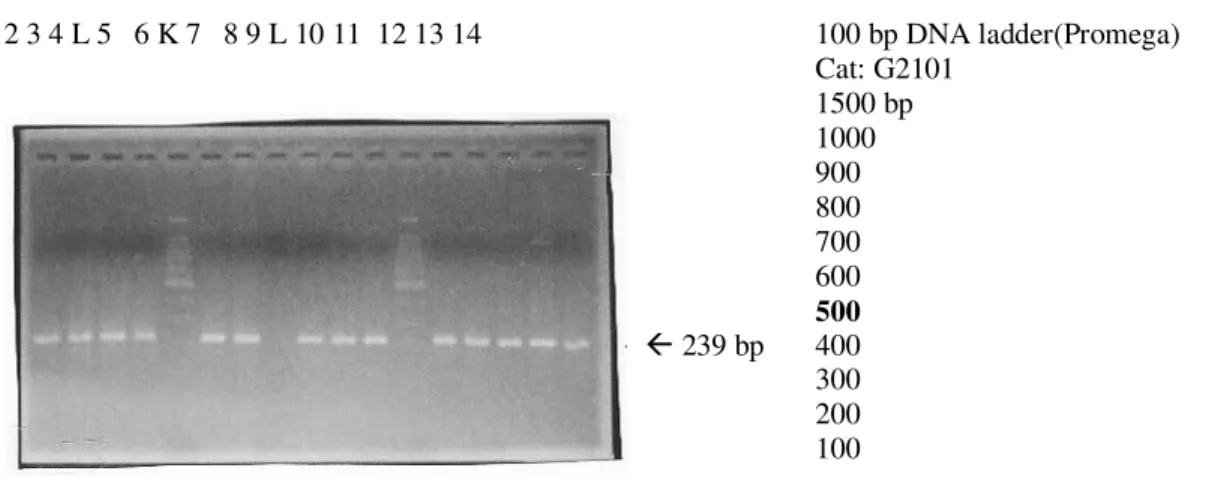 Gambar 1. Hasil PCR EBV didalam darah dengan primer EBV-1 dan EBV-2 menghasilkan fragmen 239 bp