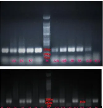 Tabel 5. Kualitas DNA amplifikasi primer 