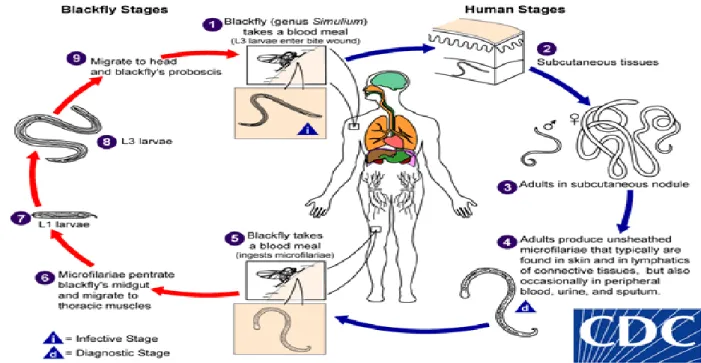 Gambar 2. Siklus hidup Onchocerca volvulus 6 