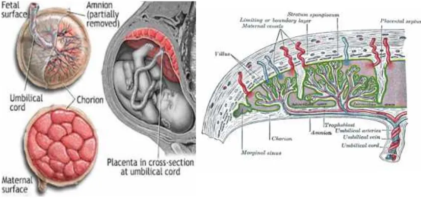Gambar 5. Struktur anatomi plasenta (Malek et al, 2011).