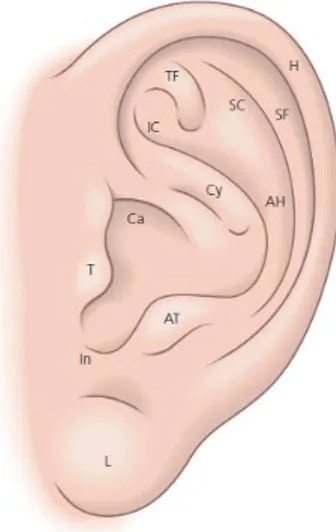 Gambar  1.  Anatomi  daun  telinga:  helix  (H),  antiheliks 