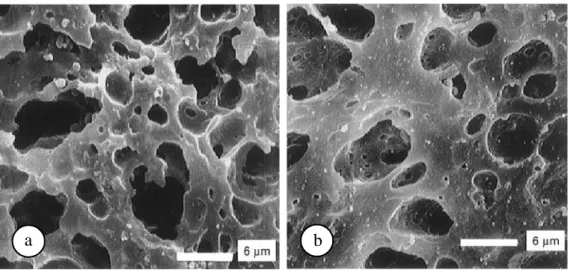 Gambar  2.  Hasil  pemindaian  mikroskop  elektron  pada  keju;  a)  keju  lemak  penuh,  b)  keju  lemak  rendah (Mistry  2001).
