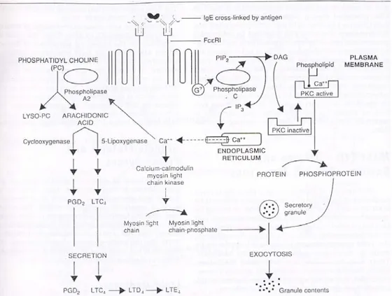 Gambar 1. Rangkaian proses aktivasi sel mast  11 