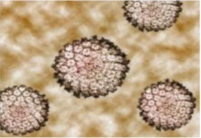 Gambar 2.2 Virus HPV 