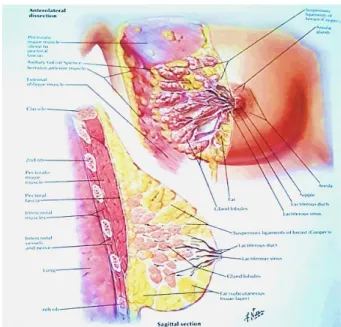 Gambar 2.1. Anatomi Payudara (Netter, 2006)  C.6.  Faktor Fisiologis 
