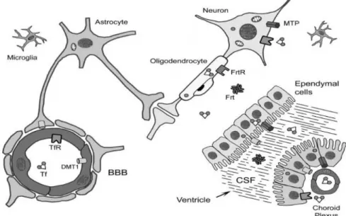 Gambar 1. Proses absorbsi besi di otak, memperlihatkan peranan sawar darah  otak  dan  protein-protein  transporter  besi  dalam  pergerakan  besi  kedalam  otak