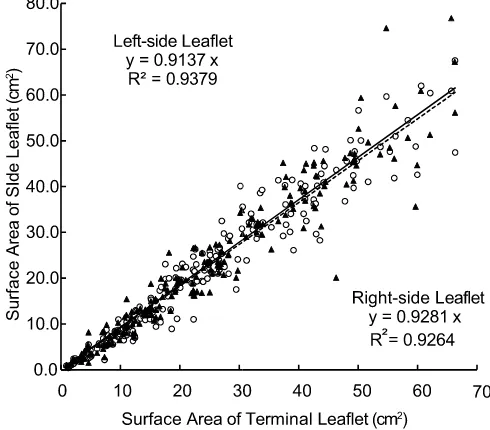 Fig. 4. Comparison of surface area between left and right leaflets in snap bean.