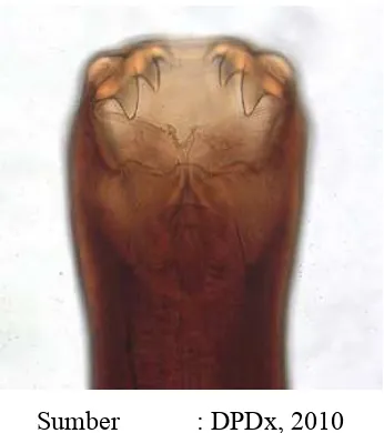 Gambar 2.2. Larva filariform ( larva stadium tiga) cacing tambang 
