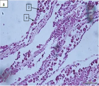 Gambar 7. Histologi jaringan karang                     Acropora sp. sehat/ normal.                     Terlihat jaringan epidermis masih                     bagus (1) dan zooxanthellae                     masih banyak ditemukan (2)