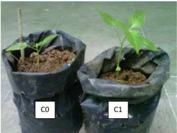 Gambar 1. Tanaman Cabai Rawit C0 dan C1  